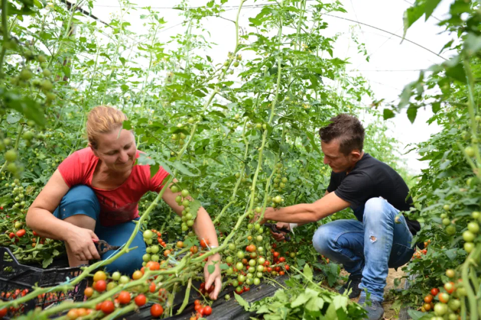 Greenhouse-Kristo Allkanji in Albania