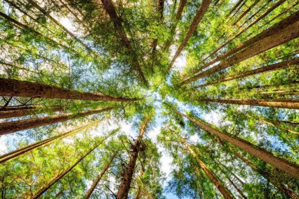 trees and sky